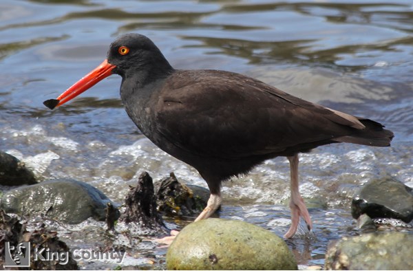 Photo of Haematopus bachmani